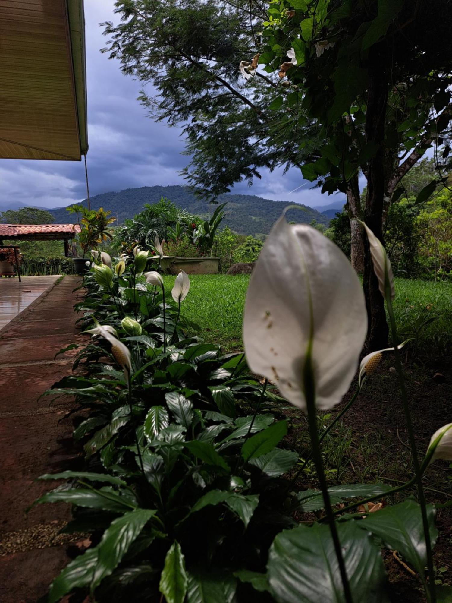 Hospedaje Luis & Ana Pejibaye Exteriör bild